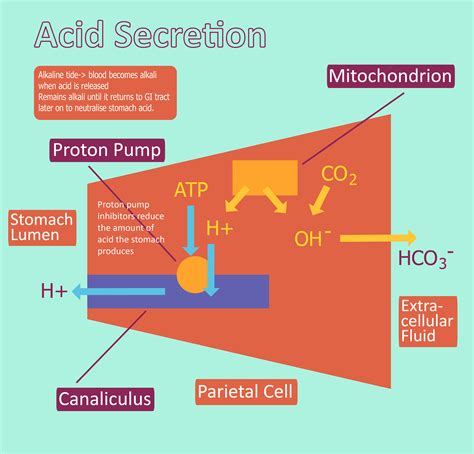 Acid Production - Hydrochloric Acid - Regulation - TeachMePhysiology