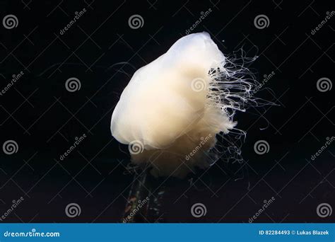 Ghost jellyfish stock image. Image of nozaki, cyanea - 82284493