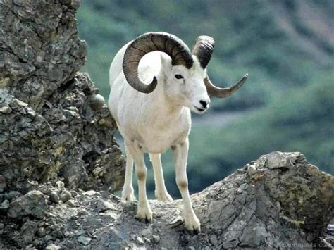 Ram Animal On Hill - Desi Comments