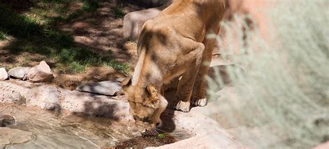 Get to Know the ABQ BioPark's Lions — City of Albuquerque