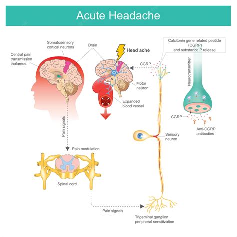 Premium Vector | Types and functions of neurotransmitter a neurotransmitter are chemical ...