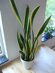 Sansevieria - Wikipedia