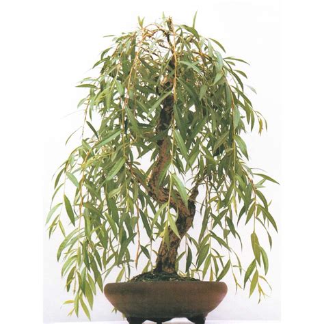 How to Care for Your Weeping Willow Bonsai | Bonsai Resource Center