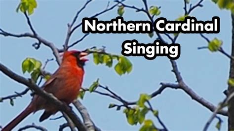 Evening Male Northern Cardinal Song - Bird Sound - Bright Red Wild Bird - A Bird Sitting In A ...