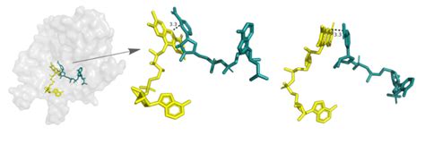 NADP+ bound to FNR (pdb 1QFZ). 76 FAD shown in yellow, NADP+ shown in... | Download Scientific ...