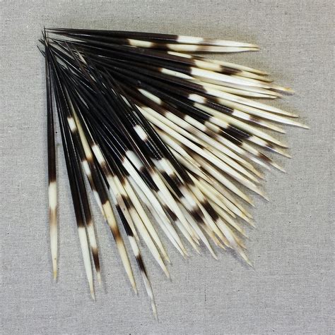 Natural Porcupine Quills | Porcupine quills, Quilling, Porcupine