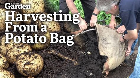 Harvesting from a Potato Bag - YouTube