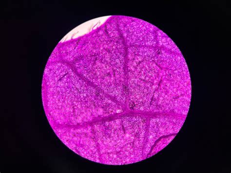 Stoma Plants Cells Find with Microscope 10x Stock Image - Image of ...