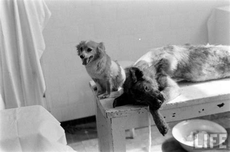 The Two-Headed Dog Experiment: Soviet Scientist who Grafted the Head of ...