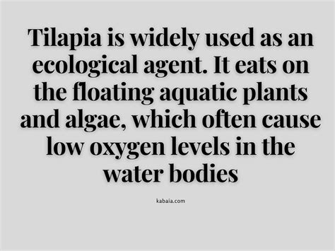 Swai fish vs Tilapia: 4 Interesting Things that May Shock You - Kabaia ...