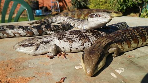 Eastern Blue Tongue Lizard (Tiliqua scincoides) - Best Lizard in ...