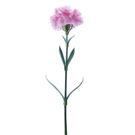 Carnation with stem in 2021 | Single flower, Stem, Carnations