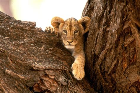 Funny wallpapers|HD wallpapers: lion cub wallpaper