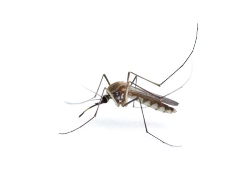 Mosquitoes: The World's Deadliest Animal - Giggle Magazine