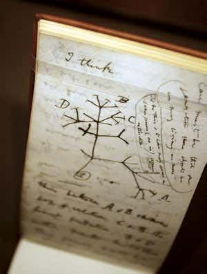 Why Darwin was wrong about the tree of life | New Scientist