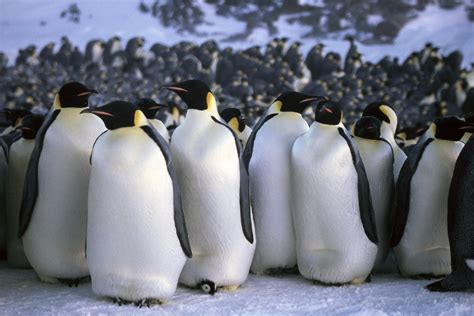 Emperor penguins with small chicks