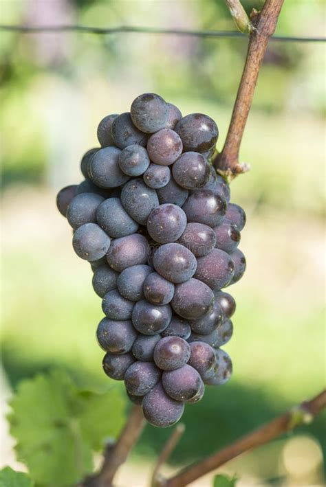 Ripe Pinot Gris Grape in the Vineyard before Harvest Stock Image - Image of ripening, bunch ...