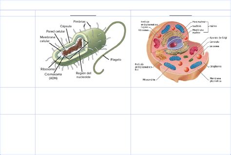 Cuadro Comparativo de Las Células Procariota y Eucariota | Biology, Notes