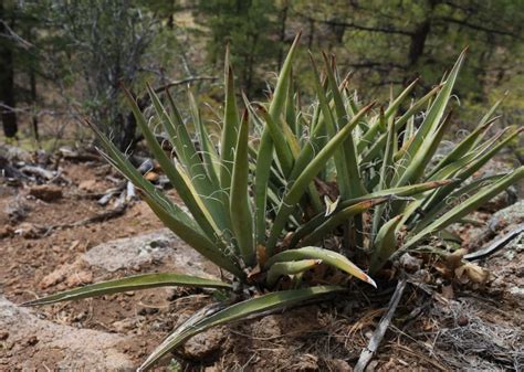 Yucca Plant Propagation Guide (By Cuttings or Seeds) - The Practical ...