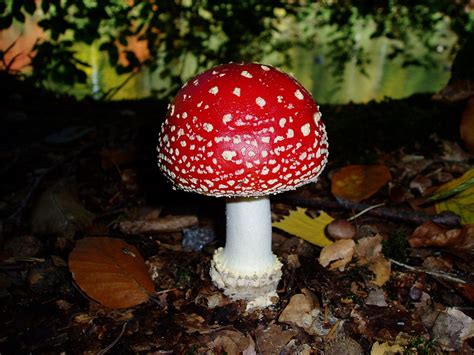 New Mushroom Species Discovered at UC Berkeley