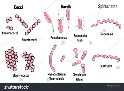 Shapes Bacteria Cocci Bacilli Spirochetes Education Stock Illustration 1796238472 | Shutterstock