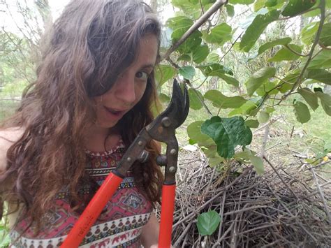 Kiwifruit Pruning | Permaculture in New Zealand