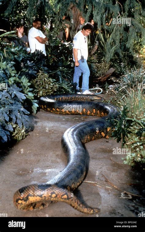 ANACONDA & SNAKE ANACONDA (1997 Stock Photo, Royalty Free Image ...