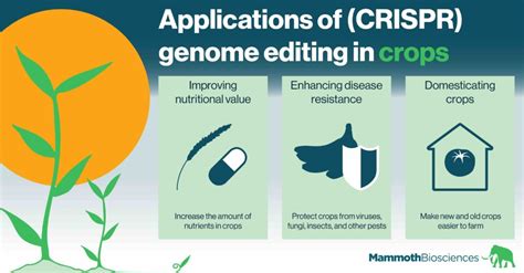 Applications of (CRISPR) genome editing in crops - Mammoth Biosciences