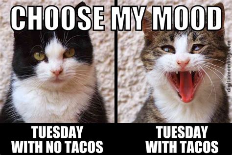 Taco Tuesday (Cats Reaction) | Taco Tuesday | Know Your Meme