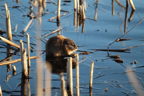 Muskrat Facts - Characteristics And Behavior