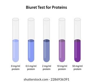 Biuret Test Protein Showing Step-by-step Procedure Stock Vector ...