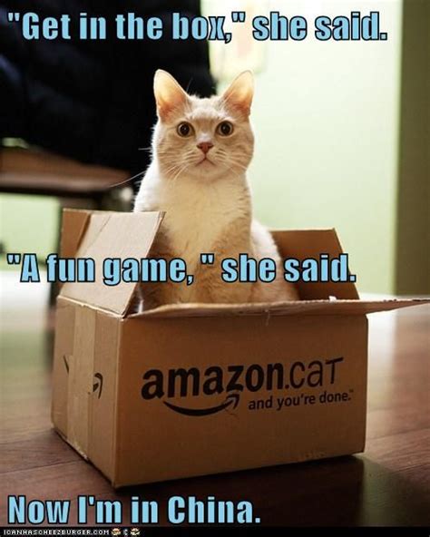 "Get in the box," | Funny animals, Cats, Crazy cats