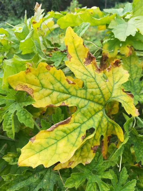 How to Grow Bitter Gourd at Home (Step by Step Guide)