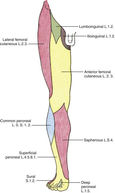 Lower Extremity: Saphenous Nerve Block | Musculoskeletal Key