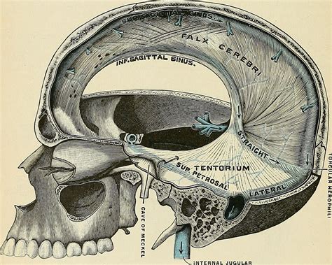 Image from page 961 of "Anatomy, descriptive and applied" … | Flickr