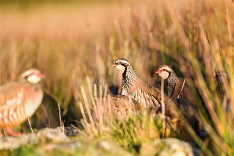 Wild Red-legged Partridge in Natural Habitat of Reeds and Grasses on Moorland in Yorkshire Stock ...