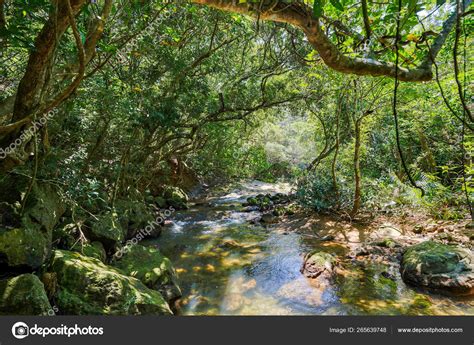 Jungle Iriomote Island Stock Photo by ©makieni777 265639748