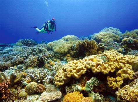 Tubbataha Reef hailed as conservation model | Global News