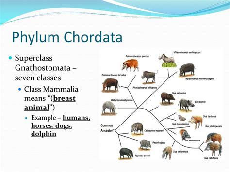 Chordata Meaning