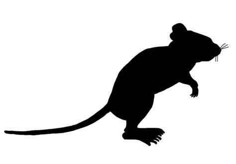 Rat Computer mouse Silhouette Clip art - rhyme png download - 740*516 ...