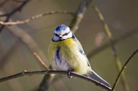 Blue Tit Bird Branch - Free photo on Pixabay - Pixabay