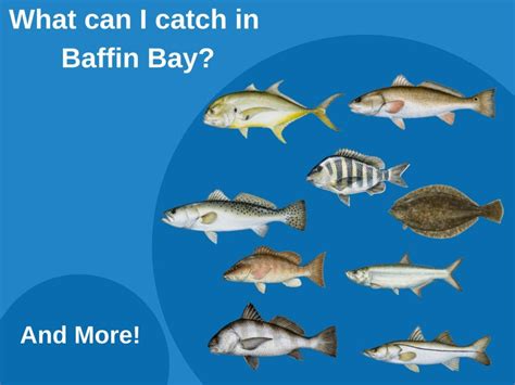 Fishing in Baffin Bay: All You Need to Know