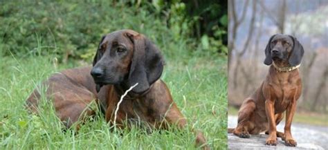 Hanover Hound vs Bavarian Mountain Hound - Breed Comparison