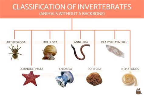 Classification of Invertebrates Chart With Definitions and Examples ...