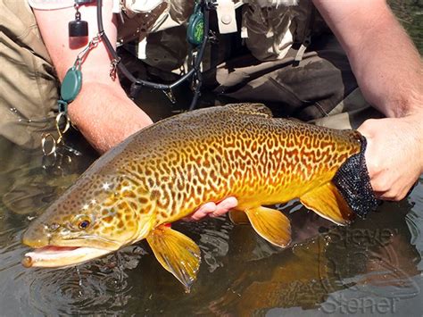 Catching Tiger Trout | jtangoVC.com