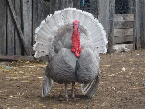 Blue Slate Turkey - Turkey Poults for Sale | Cackle Hatchery®