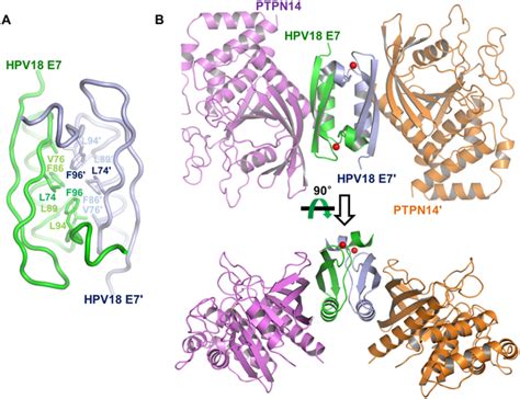 Hpv E7 Structure Factory Price | www.gbu-presnenskij.ru