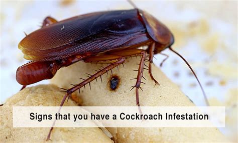 Signs That You Have A Cockroach Infestation - Speak Loud