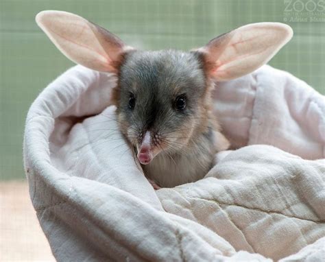 Greater Bilby,one of Australia’s Most Endangered Mammals | Bilby animal, Baby animals, Most ...