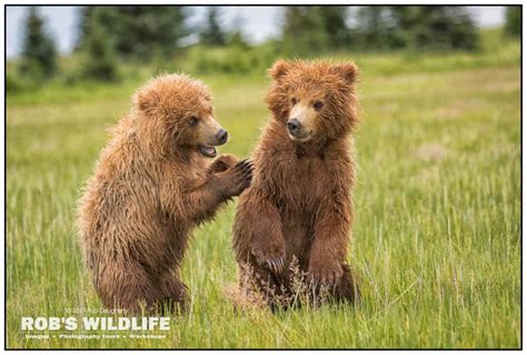 Playful Grizzly Bear Cubs Print Bear Photography Baby - Etsy